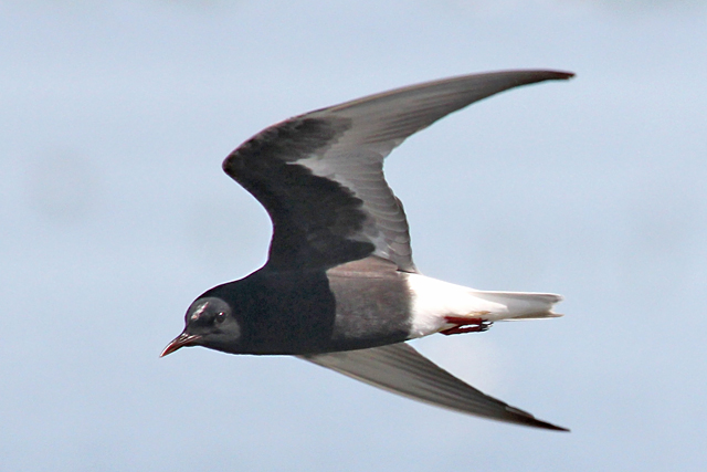 16 mei 2014, Witvleugelstern, Ezumakeeg_4