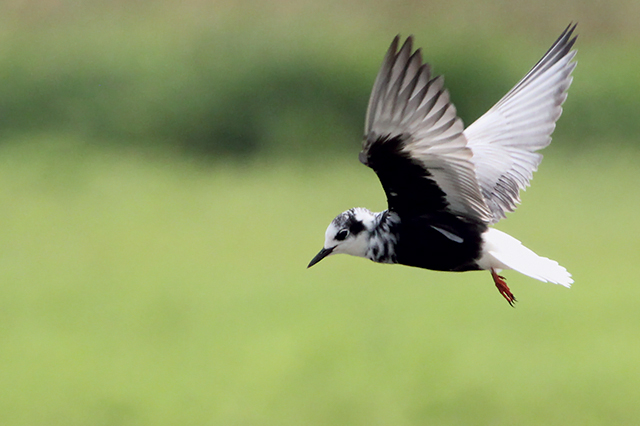 12 juli 2014, Witvleugestern, Onnerpolder_2
