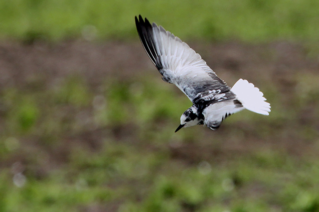 12 juli 2014, Witvleugestern, Onnerpolder_3