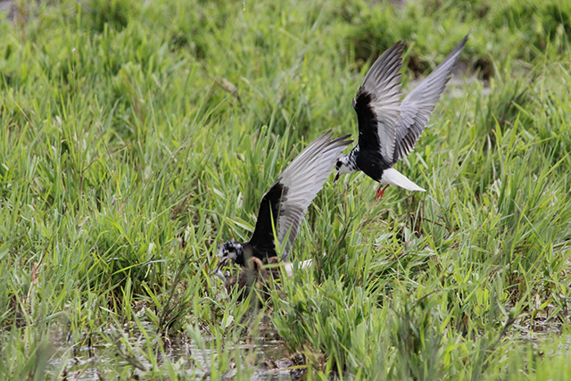 12 juli 2014, Witvleugestern, Onnerpolder_4_nest