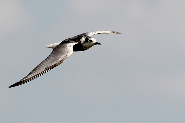 12 juli 2014, Witvleugestern, Onnerpolder_5