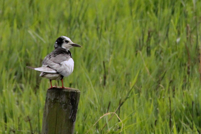 12 juli 2014, Witvleugestern, Onnerpolder_6