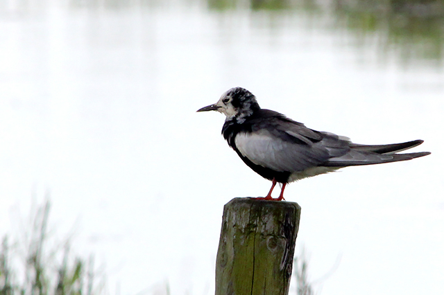 12 juli 2014, Witvleugestern, Onnerpolder_7