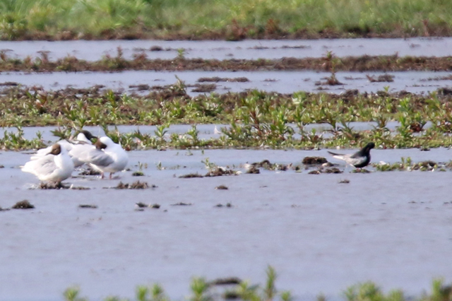 14 mei 2016, Witvleugelsstern, Onnerpolder