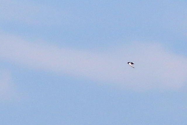 11 juni 2017, Witvleugelstern, Wolfsbarge