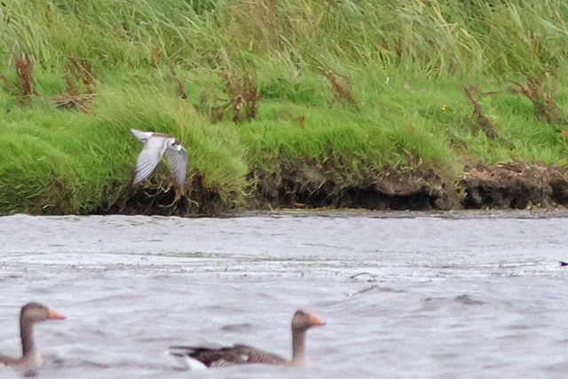 22 augustus 2025, Juveniele Witvleugelstern, Lauwersmeer