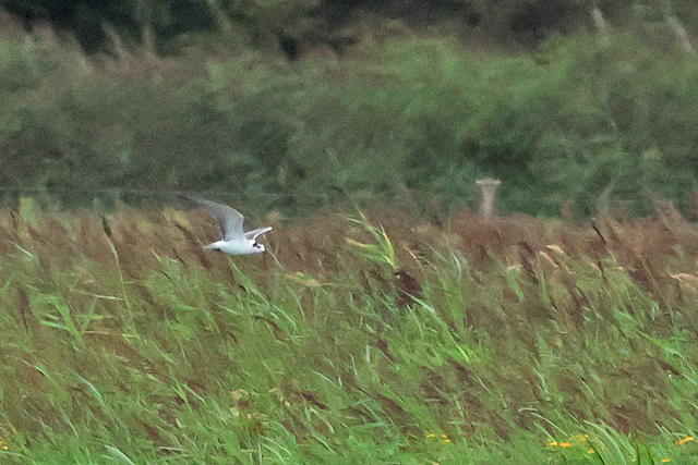 22 augustus 2025, Juveniele Witvleugelstern, Lauwersmeer_02