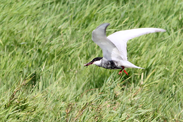 18 februari 2014, Witwangstern, Onnerpolder