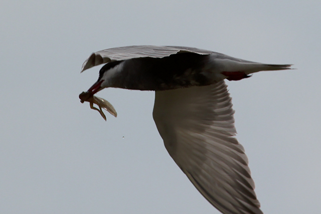 12 juli 2014, Witwangstern, Onnerpolder