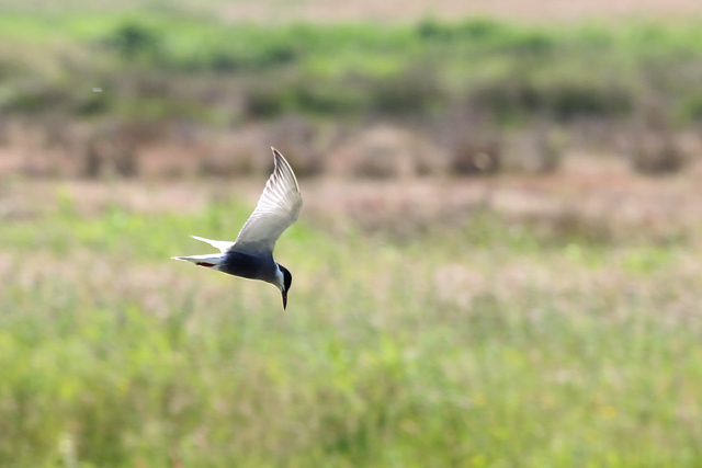11 juni 2017, Witwangstern, Wolfsbarge