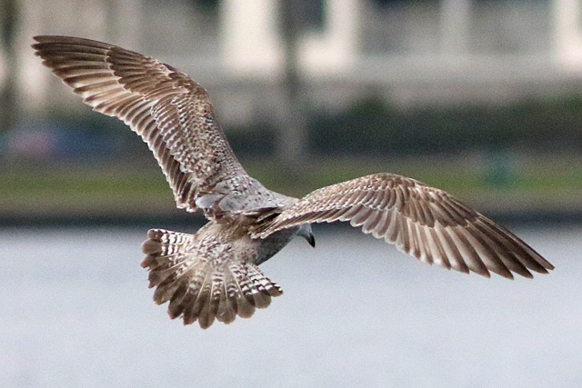 8 maart 2023, Zilvermeeuw 2e cyclus, Hoornse Meer