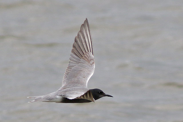 6 mei 2023, Zwarte Stern, 01_Ezumakeeg