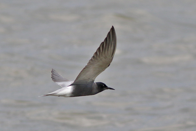 6 mei 2023, Zwarte Stern, 02_Ezumakeeg
