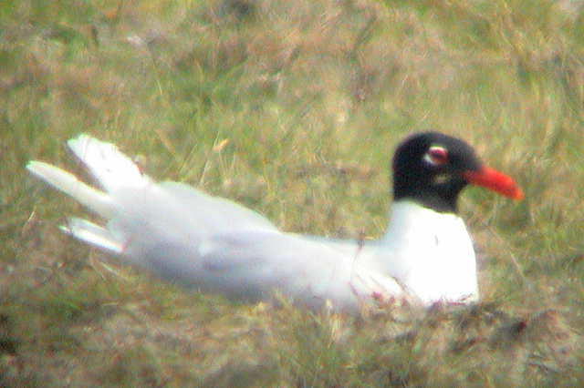 1 juni 2003, Zwartkopmeeuw, Maasvlakte