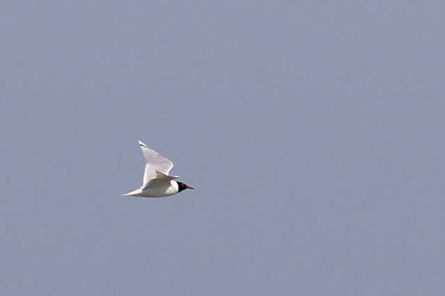 18 april 2022, Zwartkopmeeuw, Eemshaven