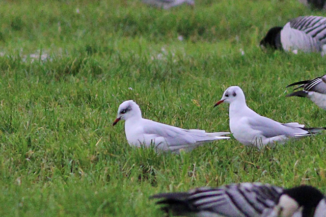 10 november 2023, Zwarkopmeeuw, Onnerpolder