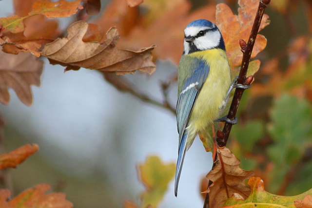 6 november 2020, Pimpelmees, Lauwersmeer