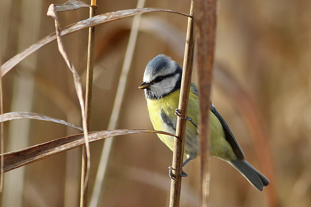 5 november 2022, Pimpelmees, Lauwersmeer - Kustweg