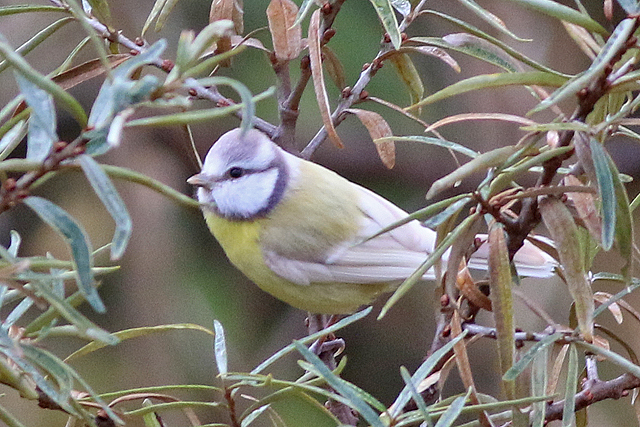 20221122 Pimpelmees Lauwersmeer Kustweg 02