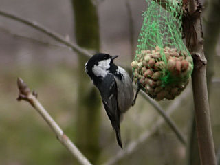 12 februari 2006, zwarte mees, Overloon