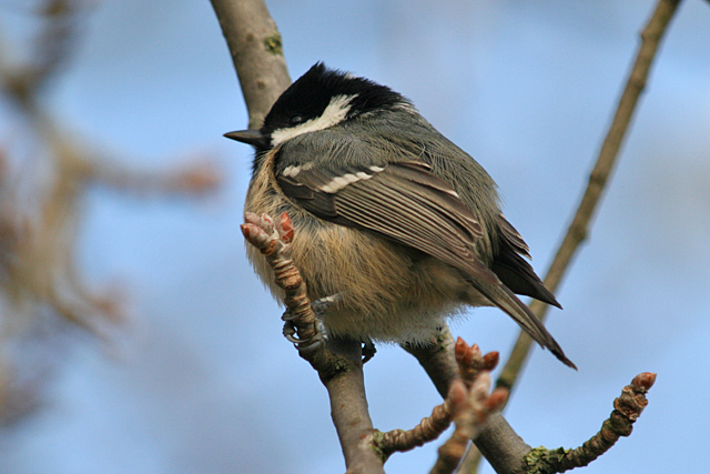 2 november 2008, Zwarte Mees, Eemshaven