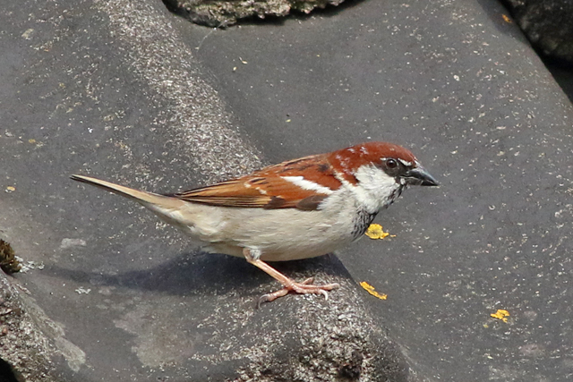 22 april 2022, Italiaanse Mus, 01_Garderen