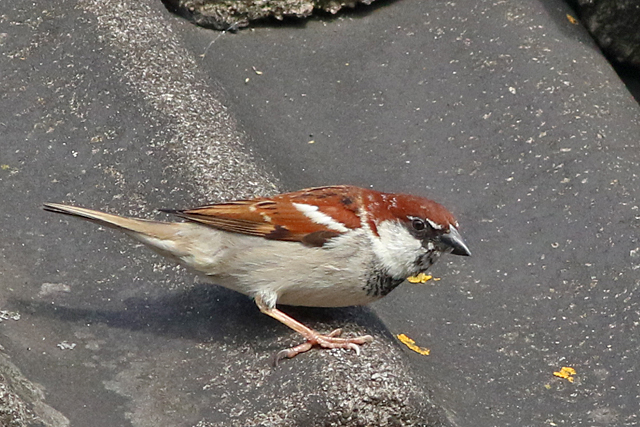 22 april 2022, Italiaanse Mus, 02_Garderen