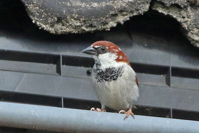 22 april 2022, Italiaanse Mus, 03_Garderen