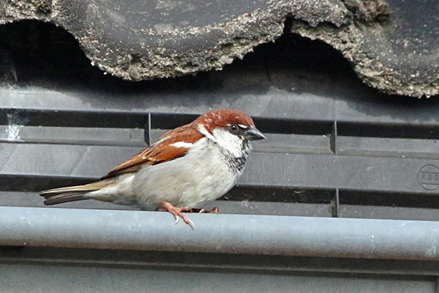 22 april 2022, Italiaanse Mus, 05_Garderen