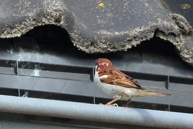 22 april 2022, Italiaanse Mus, 06_Garderen