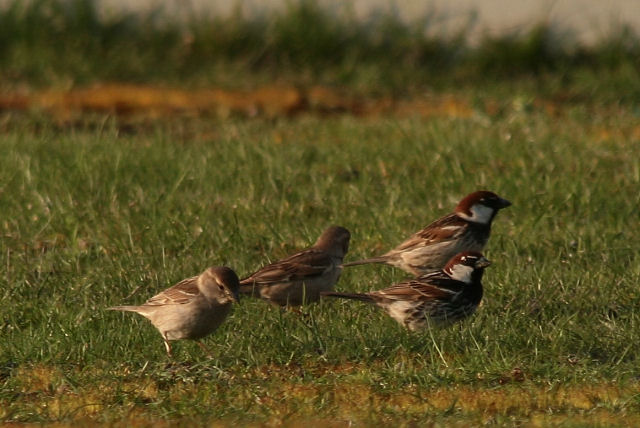 10 april 2009, Spaanse Mus2, Eemshaven