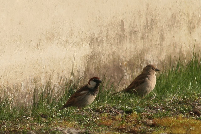 10 april 2009, Spaanse Mus3, Eemshaven