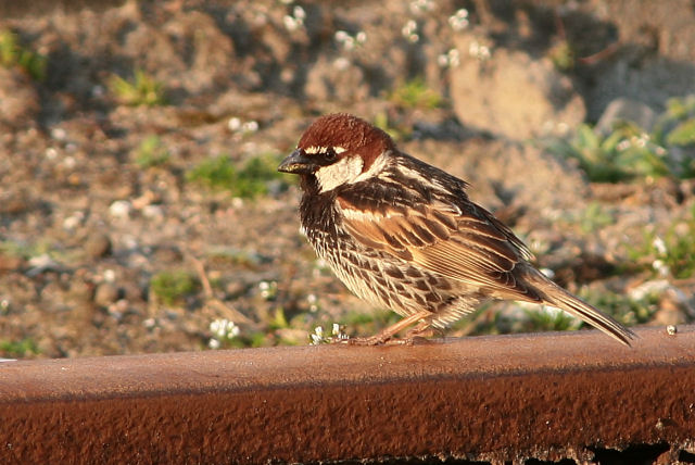 10 april 2009, Spaanse Mus, Eemshaven