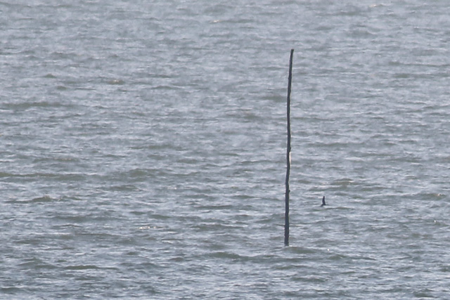 15 oktober 2017, Vaal Stormvogeltje, Texel