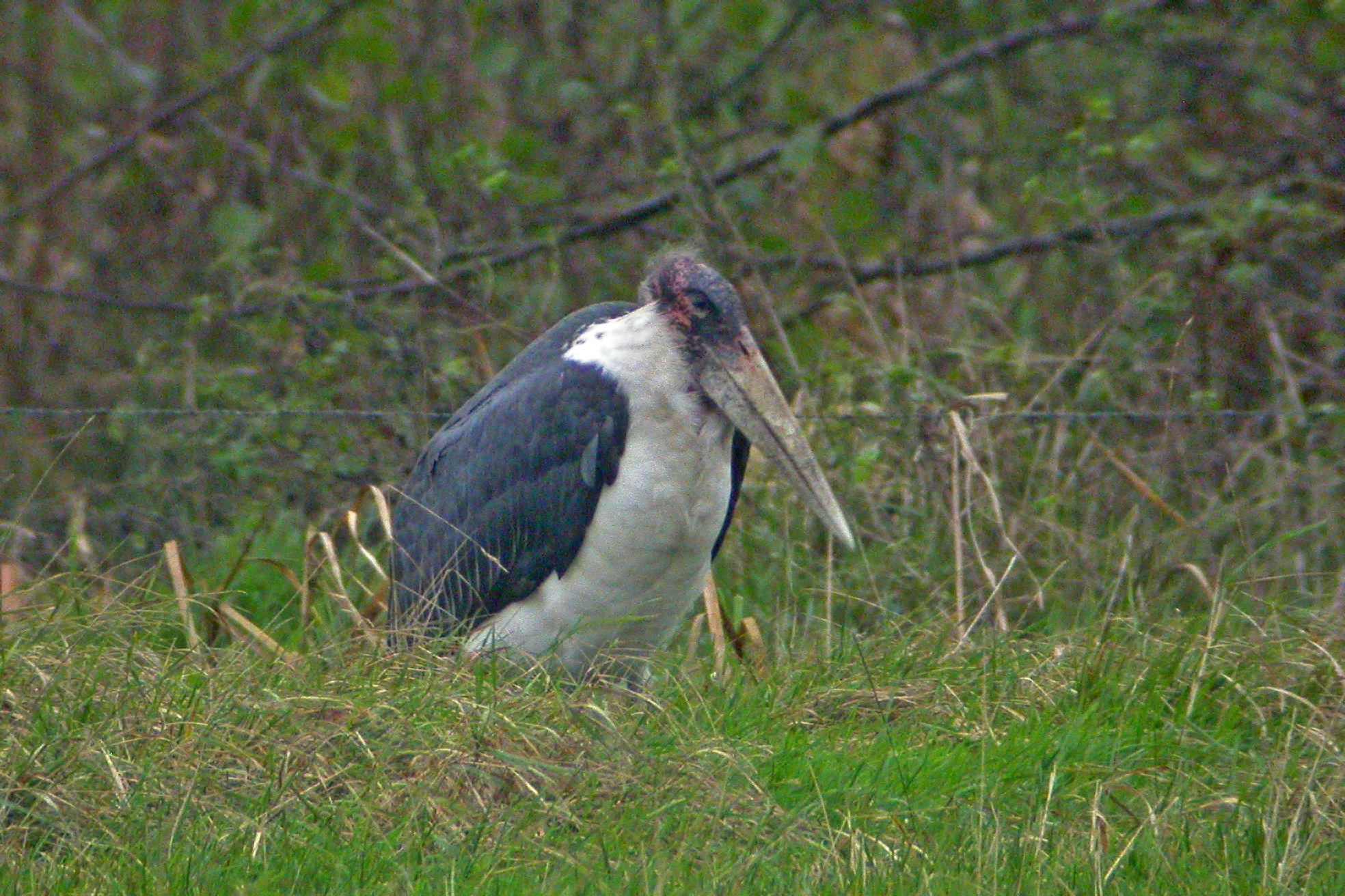9 november 2005, Afrikaanse Maraboe, Zevenhuizen