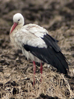 17 maart 2006, Ooievaar, VAM Wijster