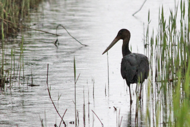 13 oktober 2012, Zwarte, Ooievaar_Texel