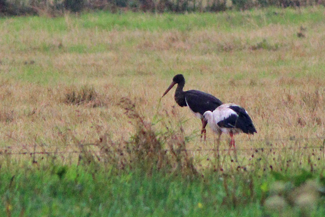 23 juli 2023, Zwarte Ooievaar, Ravenswoud - Polders Ravenswoud_01
