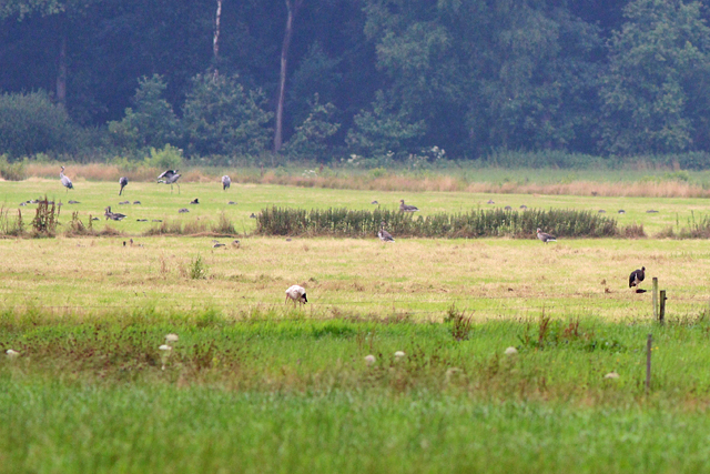 23 juli 2023, Zwarte Ooievaar, Ravenswoud - Polders Ravenswoud_02