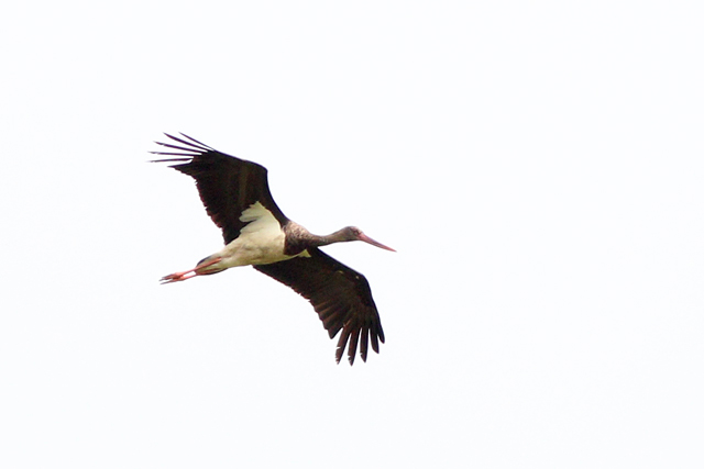 29 juli 2023, Zwarte Ooievaar, Ravenswoud - Polders Ravenswoud_01