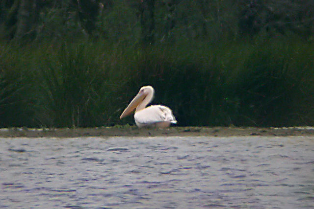 23 mei 2006, Roze pelikaan, Oosterschar_2