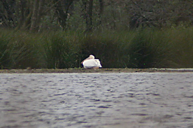 23 mei 2006, Roze pelikaan, Oosterschar_3
