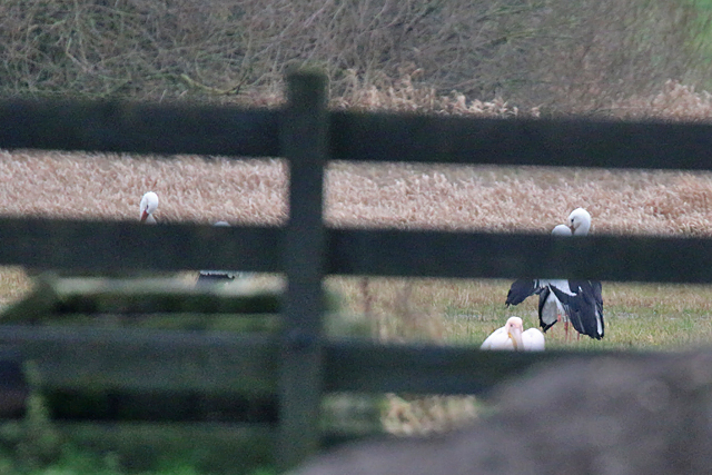 8 januari 2020, Roze Pelikaan, Meppel