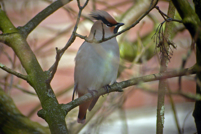 13 maart 2005, Japanse, Pestvogel_Wageningen_01
