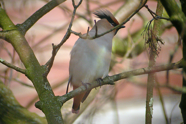 13 maart 2005, Japanse, Pestvogel_Wageningen_03
