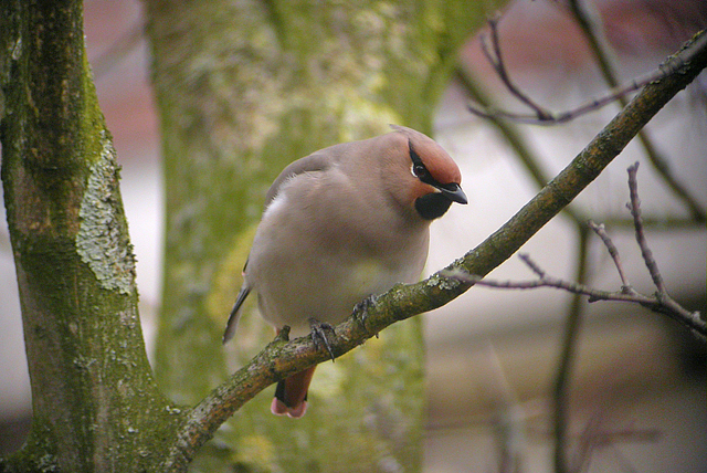 13 maart 2005, Japanse, Pestvogel_Wageningen_04