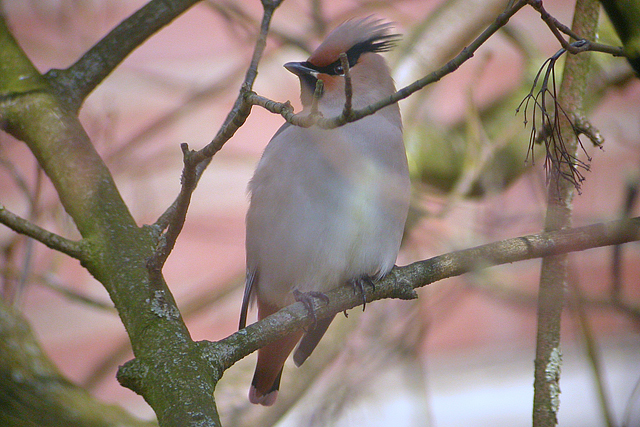 13 maart 2005, Japanse, Pestvogel_Wageningen_05