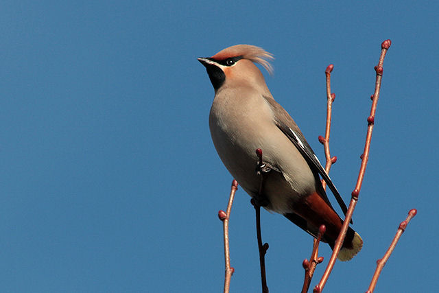 8 februari 2011, Pestvogel, FL22