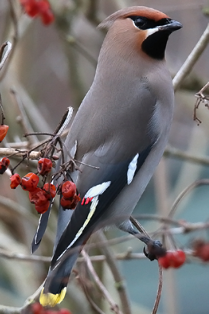 8 februari 2015, Pestvogel, Floralaan