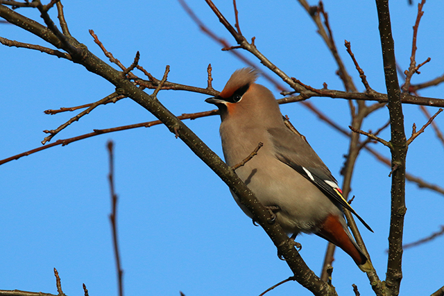 21 februari 2015, Pestvogel, Floralaan